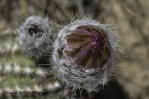 Lace Hedgehog Cactus(Echinocereus reichenbachii)