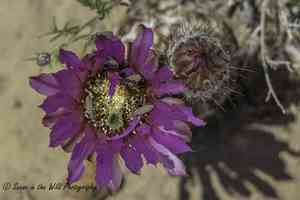 Lace Hedgehog Cactus(Echinocereus reichenbachii)