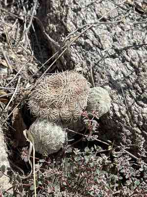 Rainbow hedgehog cactus(Echinocereus rigidissimus)