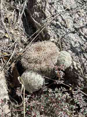 Rainbow hedgehog cactus(Echinocereus rigidissimus)