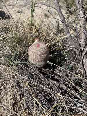 Rainbow hedgehog cactus(Echinocereus rigidissimus)