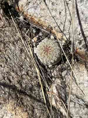Rainbow hedgehog cactus(Echinocereus rigidissimus)