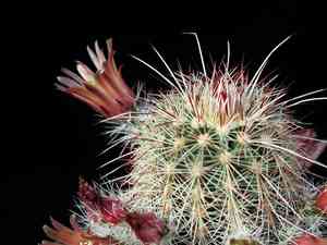 Brownspine hedgehog cactus(Echinocereus russanthus)