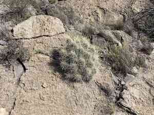Strawberry hedgehog cactus(Echinocereus stramineus)