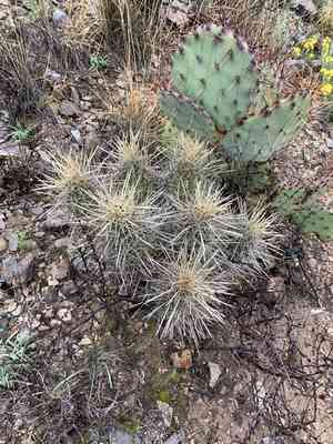 Strawberry hedgehog cactus(Echinocereus stramineus)