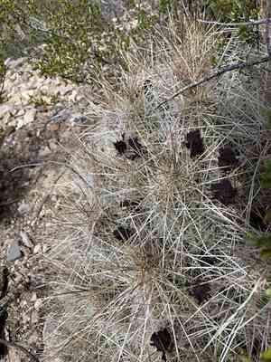 Strawberry hedgehog cactus(Echinocereus stramineus)