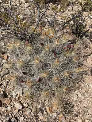 Strawberry hedgehog cactus(Echinocereus stramineus)