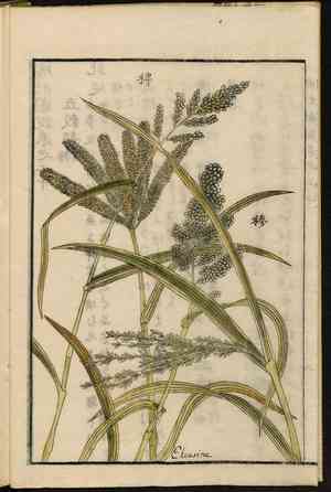 Japanese millet(Echinochloa esculenta)
