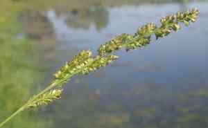 Muricate barnyard-grass(Echinochloa muricata)