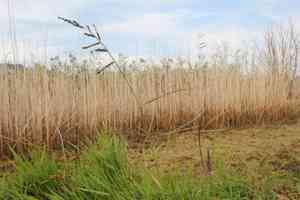 Muricate barnyard-grass(Echinochloa muricata)