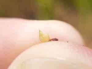 Muricate barnyard-grass(Echinochloa muricata)