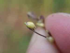 Muricate barnyard-grass(Echinochloa muricata)