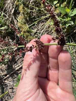 Echinochloa (Echinochloa)(Echinochloa)