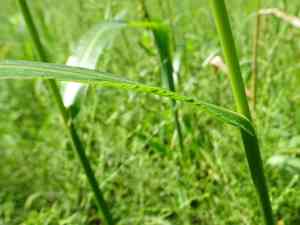 Echinochloa (Echinochloa)(Echinochloa)