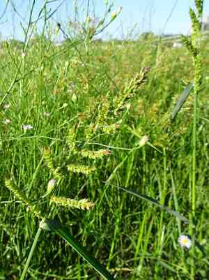 Echinochloa (Echinochloa)(Echinochloa)