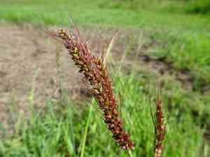Echinochloa (Echinochloa)(Echinochloa)