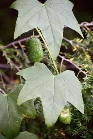 Wild cucumber(Echinocystis lobata)