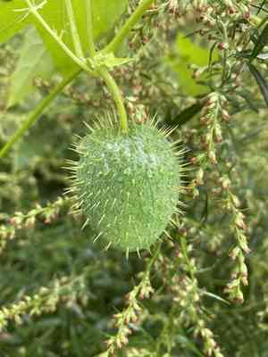 Wild cucumber(Echinocystis lobata)