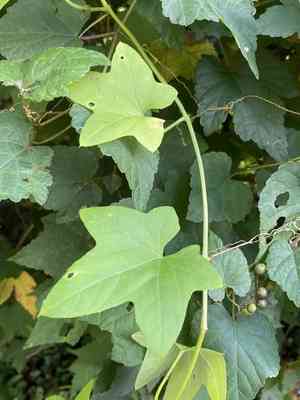 Wild cucumber(Echinocystis lobata)