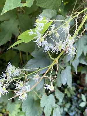 Wild cucumber(Echinocystis lobata)