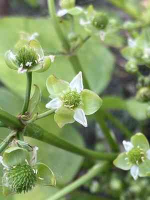 Upright burhead(Echinodorus berteroi)