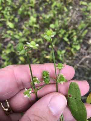 Upright burhead(Echinodorus berteroi)
