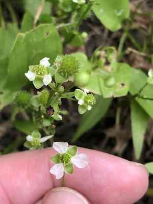 Upright burhead(Echinodorus berteroi)
