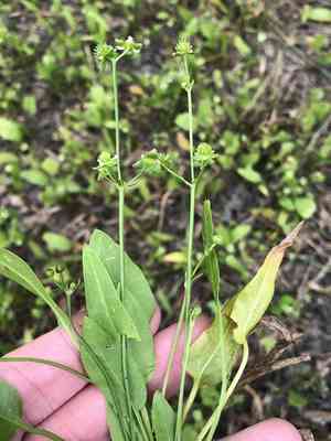 Upright burhead(Echinodorus berteroi)