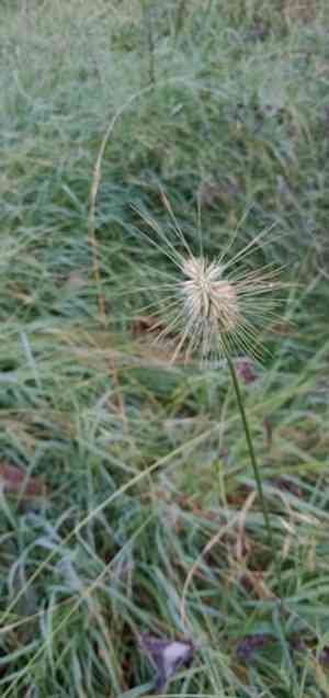 Echinopogon (Echinopogon)(Echinopogon)