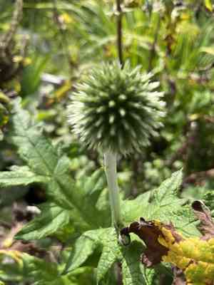 Blue globe thistle(Echinops bannaticus)