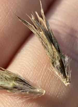 Blue globe thistle(Echinops bannaticus)