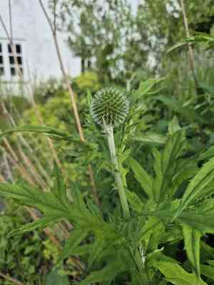 Blue globe thistle(Echinops bannaticus)