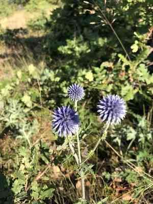 Blue globe thistle(Echinops bannaticus)