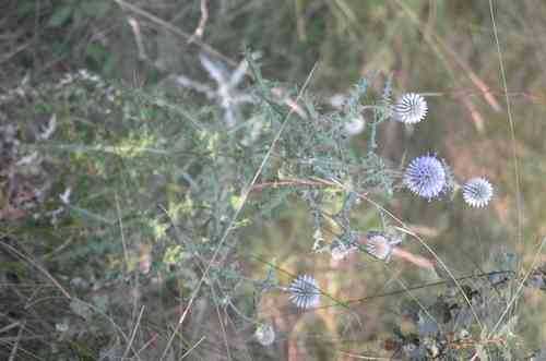Southern globethistle(Echinops ritro)