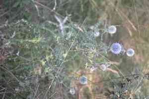 Southern globethistle(Echinops ritro)