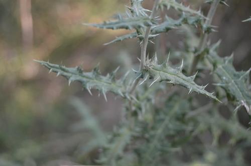 Southern globethistle