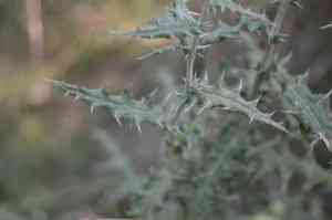 Southern globethistle(Echinops ritro)