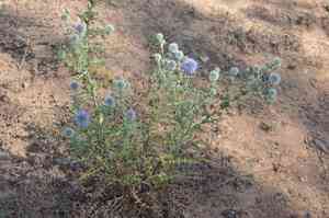 Southern globethistle(Echinops ritro)