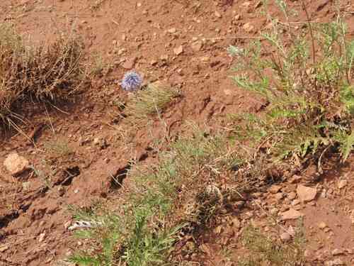Southern globethistle(Echinops ritro)