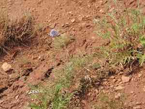 Southern globethistle(Echinops ritro)