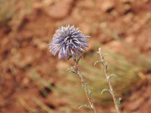 Southern globethistle(Echinops ritro)