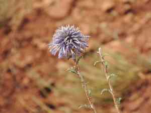 Southern globethistle(Echinops ritro)