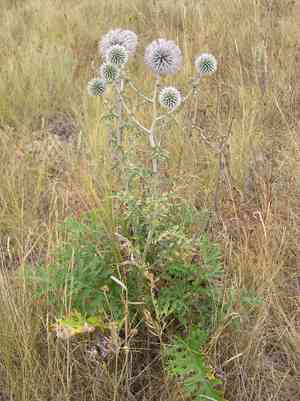 Globe thistles (Echinops)(Echinops)