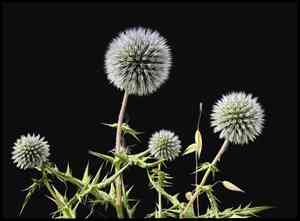 Globe thistles (Echinops)(Echinops)