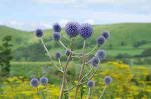 Globe thistles (Echinops)(Echinops)