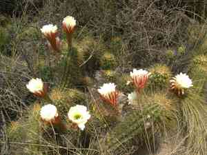 Echinopsis candicans(Echinopsis candicans)