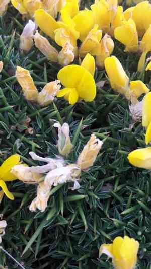 Scorpion plant(Echinospartum horridum)
