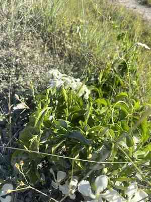 Devil's potato(Echites umbellatus)