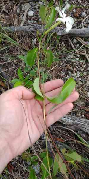 Devil's potato(Echites umbellatus)