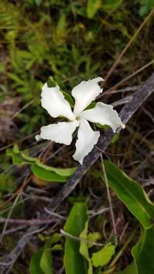 Devil's potato(Echites umbellatus)